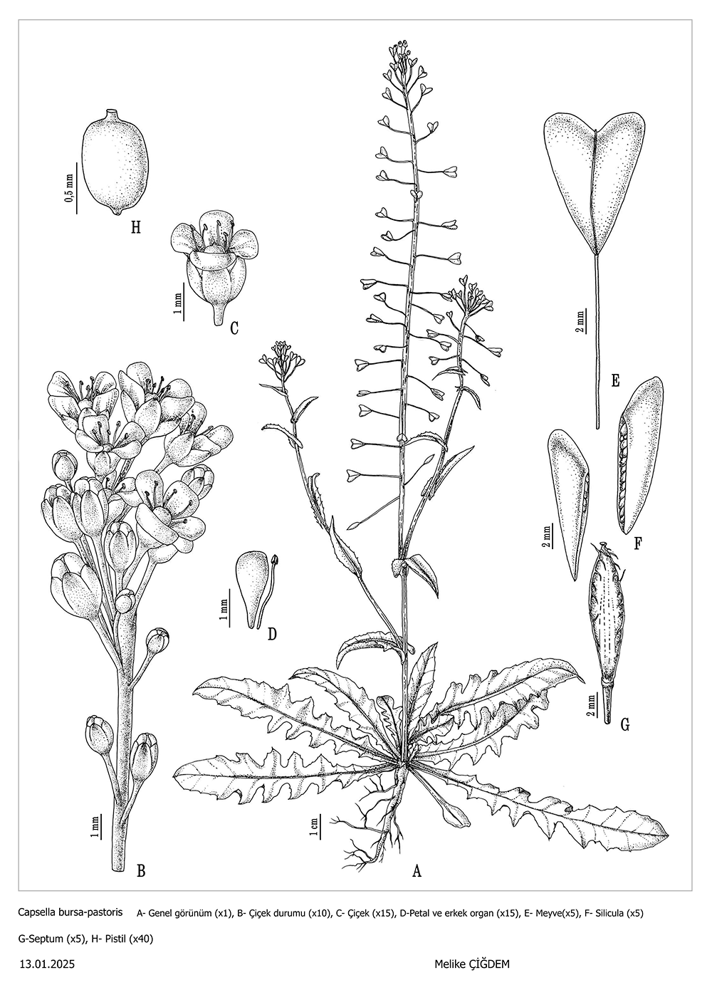 Capsella bursa-pastoris, ink, Melike Çigdem, Türkiye