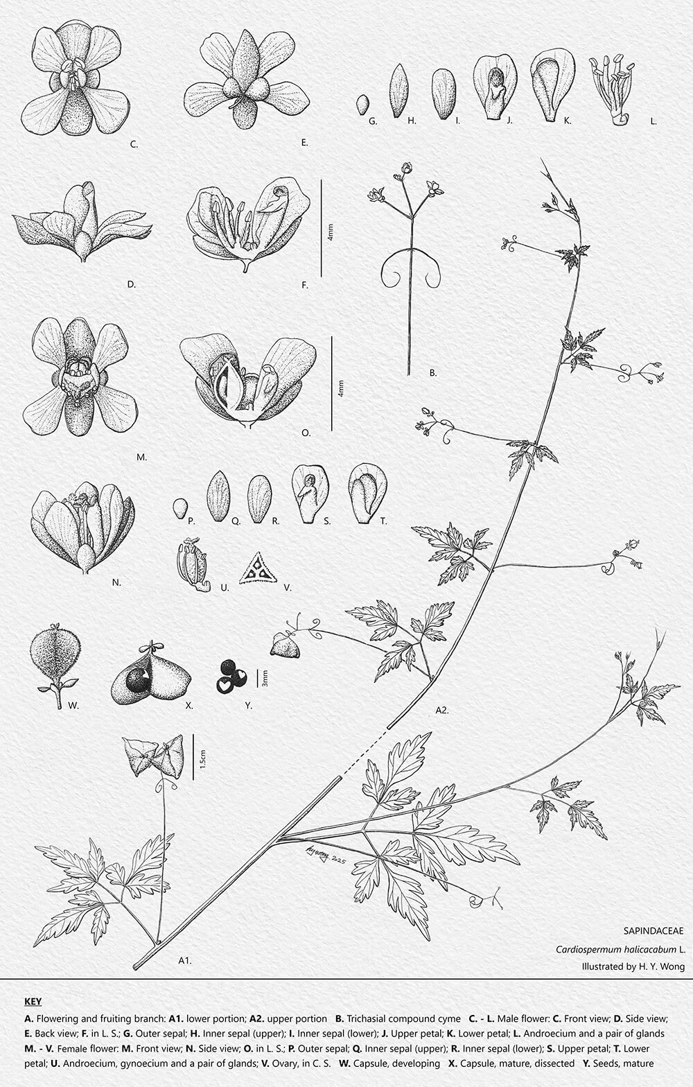Cardiospermum halicacabum, ink, Ivy Hiu-Yan Wong, Hong Kong.jpg