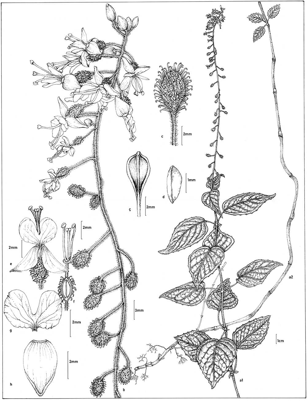 Circaea lutetiana, ink, Canan Atay, Türkiye
