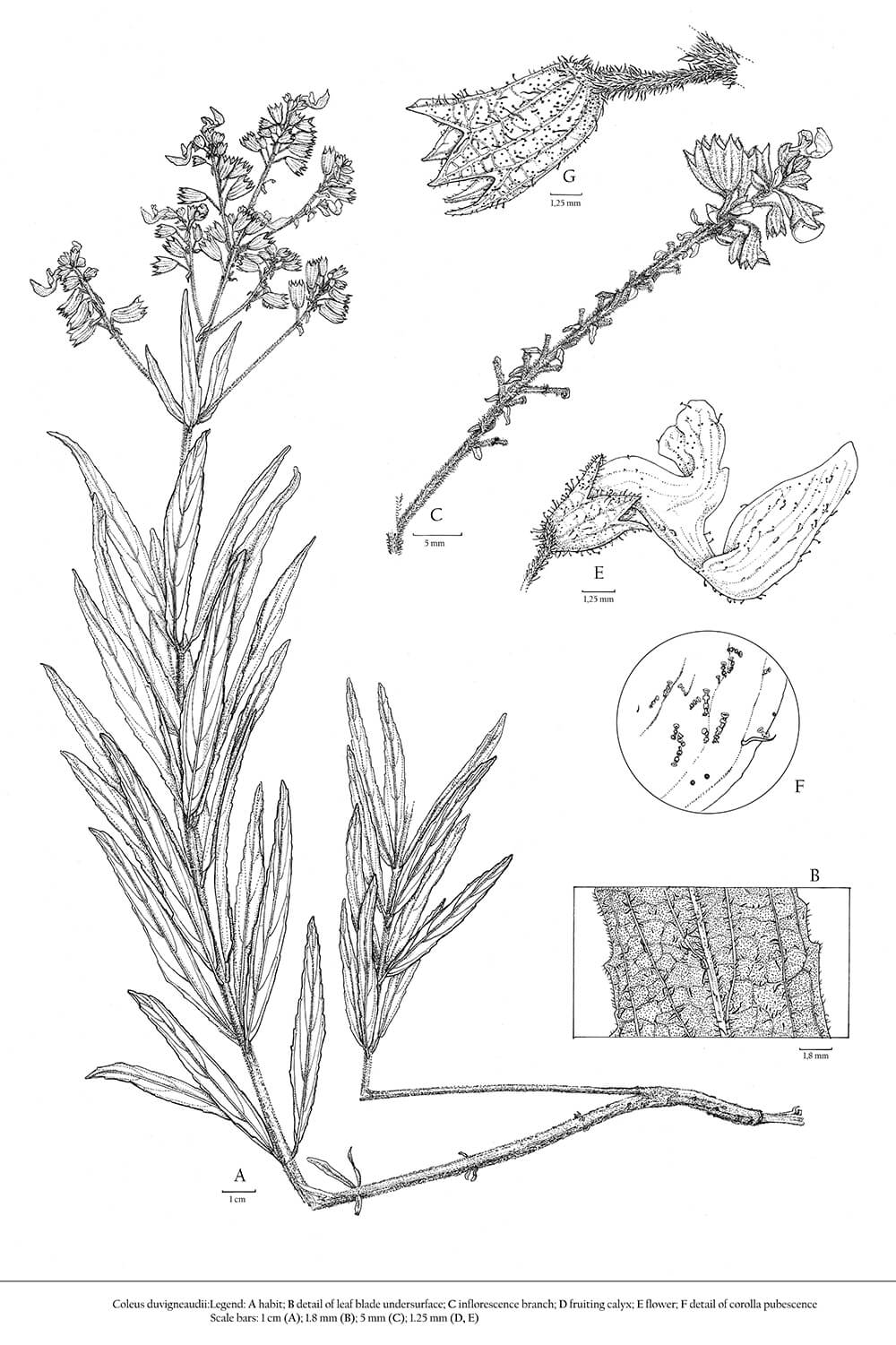 Coleus duvigneaudii, ink, Hilde Orye, Belgium