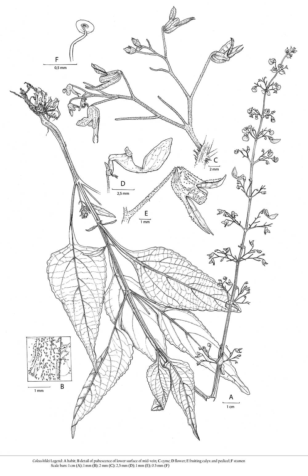 Coleus hildei, ink, Hilde Orye, Belgium