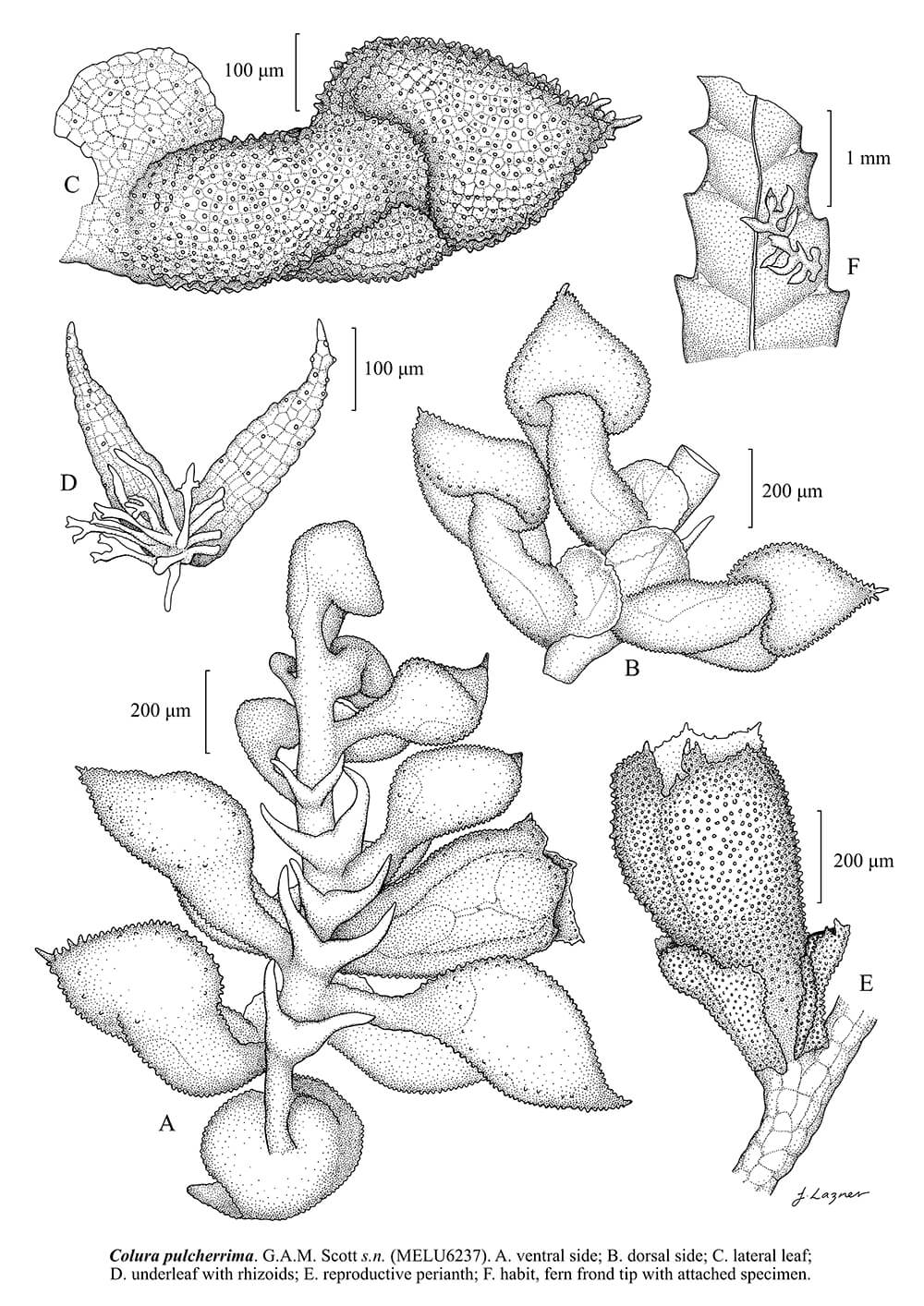 Colura pulcherrima, ink, Jessica Lazner, Australia