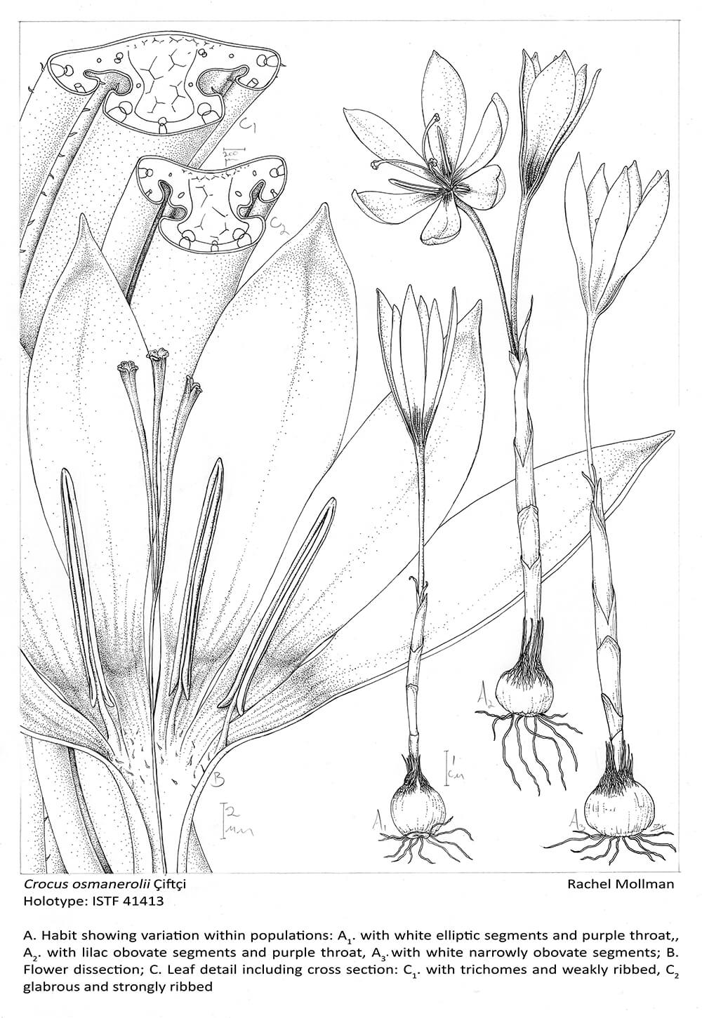 Crocus osmanerolii, ink, Rachel Mollman, Türkiye