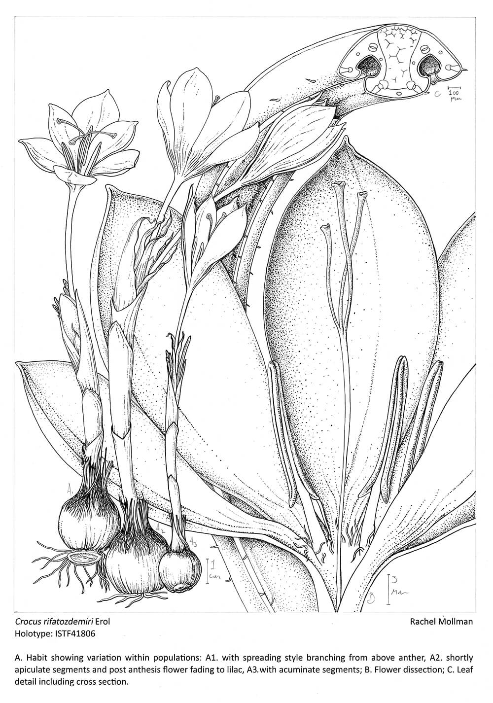 Crocus rifatozdemiri, ink, Rachel Mollman,Türkiye