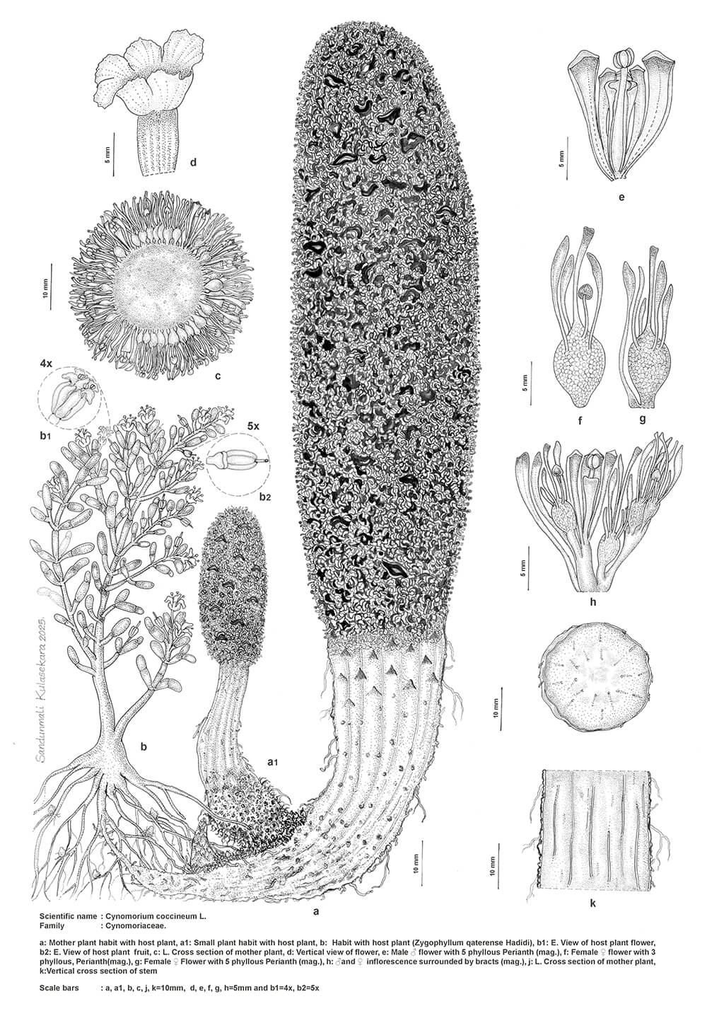 Cynomorium coccineum, ink, Sandunmali Kulasekara, Qatar