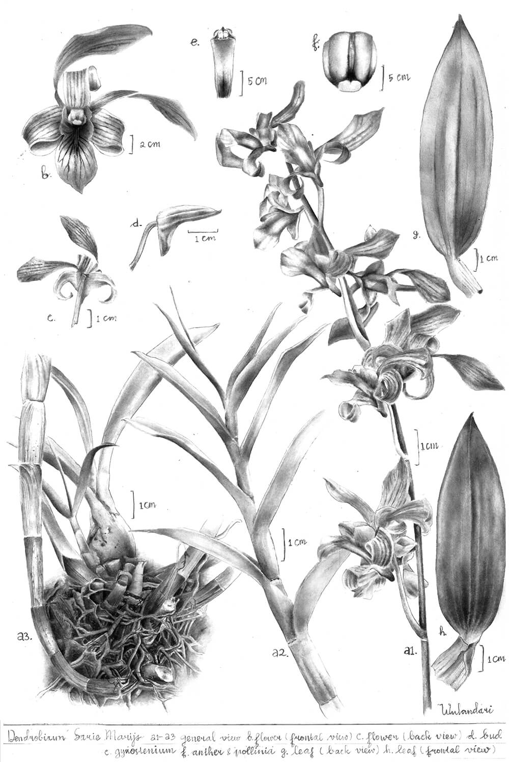 Dendrobium Sarie Marijs, watercolour, Ni Putu Desi Wulandari, Indonesia