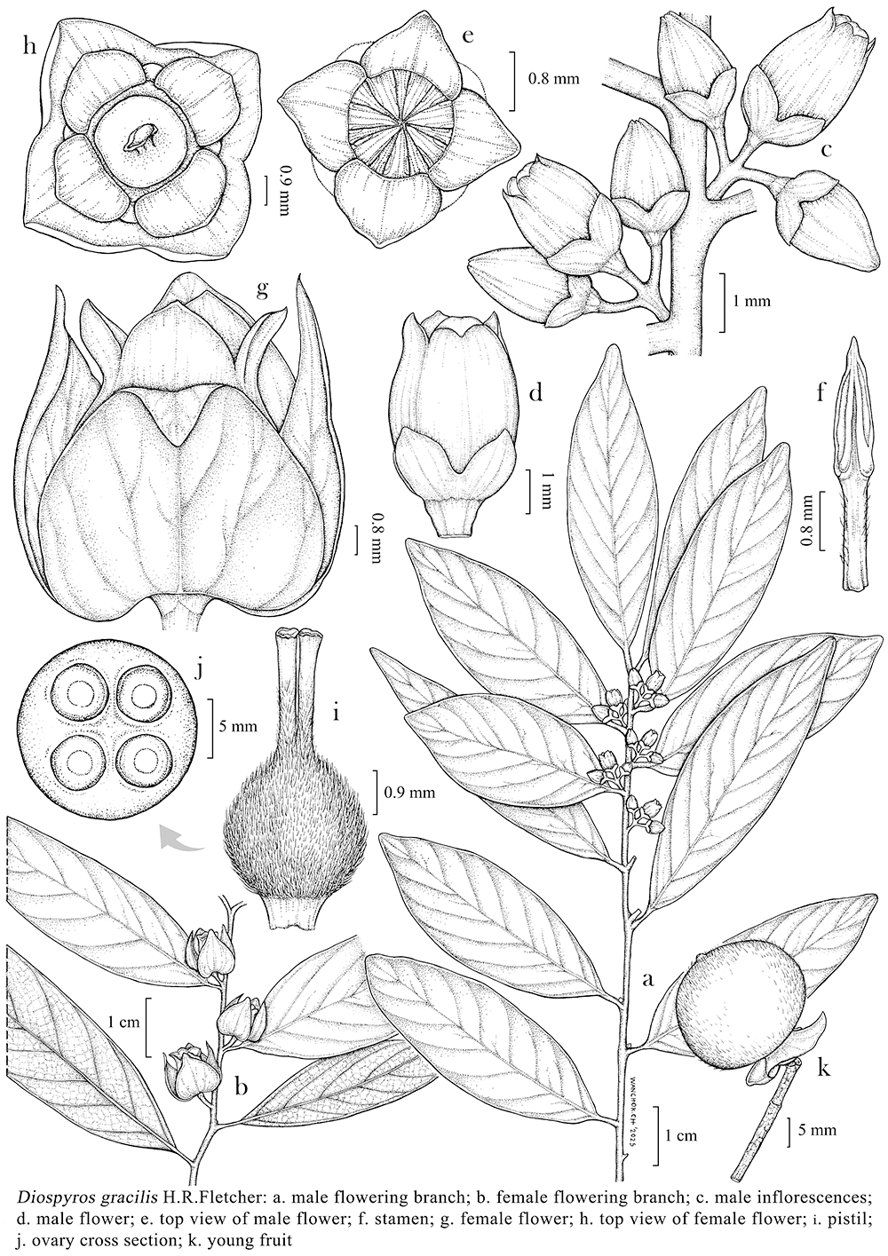 Diospyros gracilis, ink, Wanchok Chuenchom, Thailand