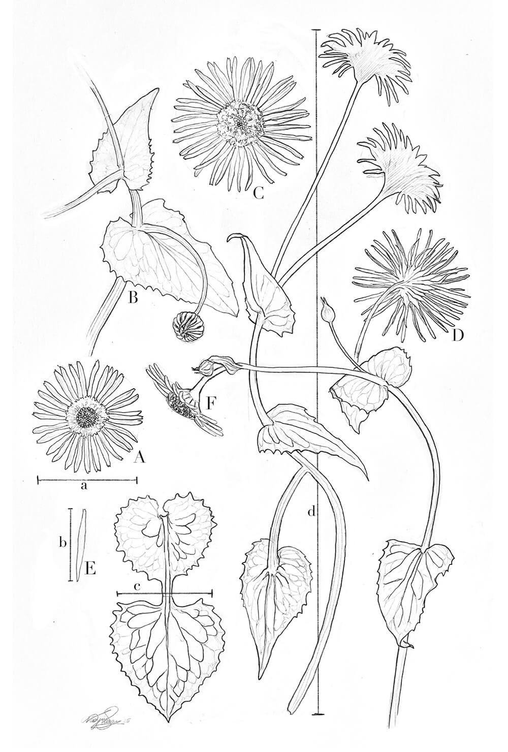 Doronicum orientale, graphite, Nadya Steare, USA