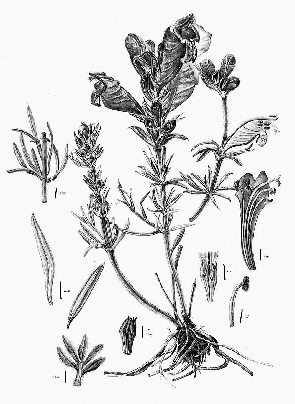Dracocephalum austriacum, graphite, Donatella Marchetti, Italy
