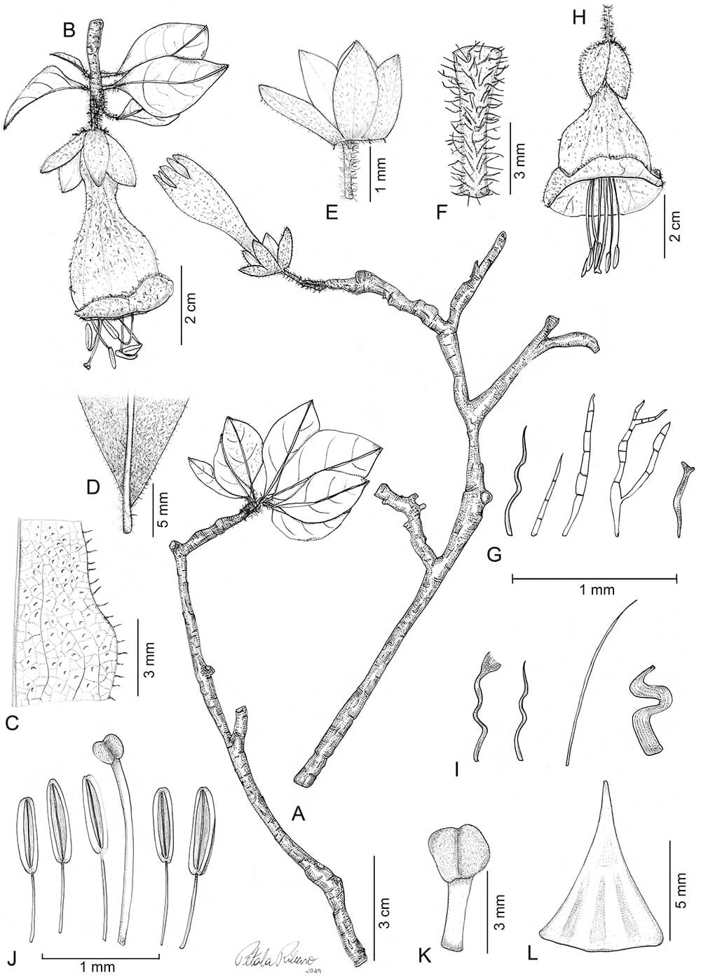 Dyssochroma sp. nov., ink, Pétala Gomes Ribeiro, Brazil