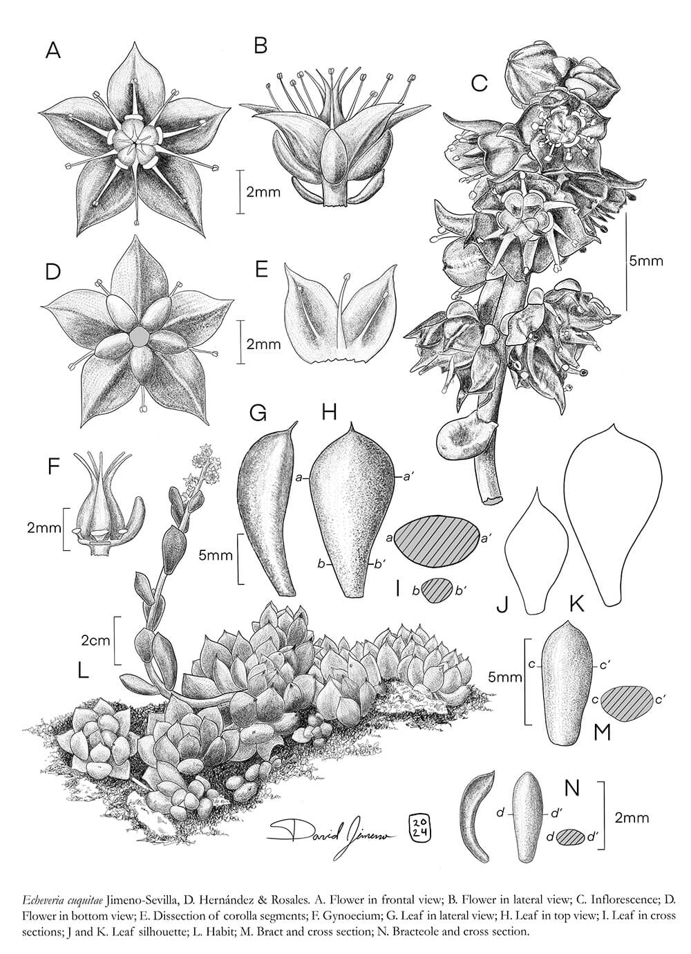 Echeveria cuquitae, digital, H. David Jimeno Sevilla, Mexico