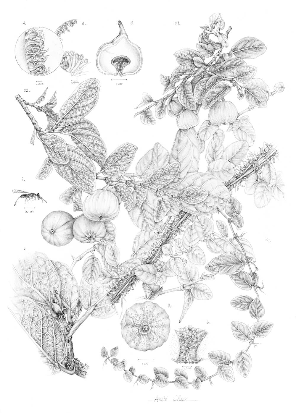 Ficus pumila, graphite, Annie Chen, Taiwan