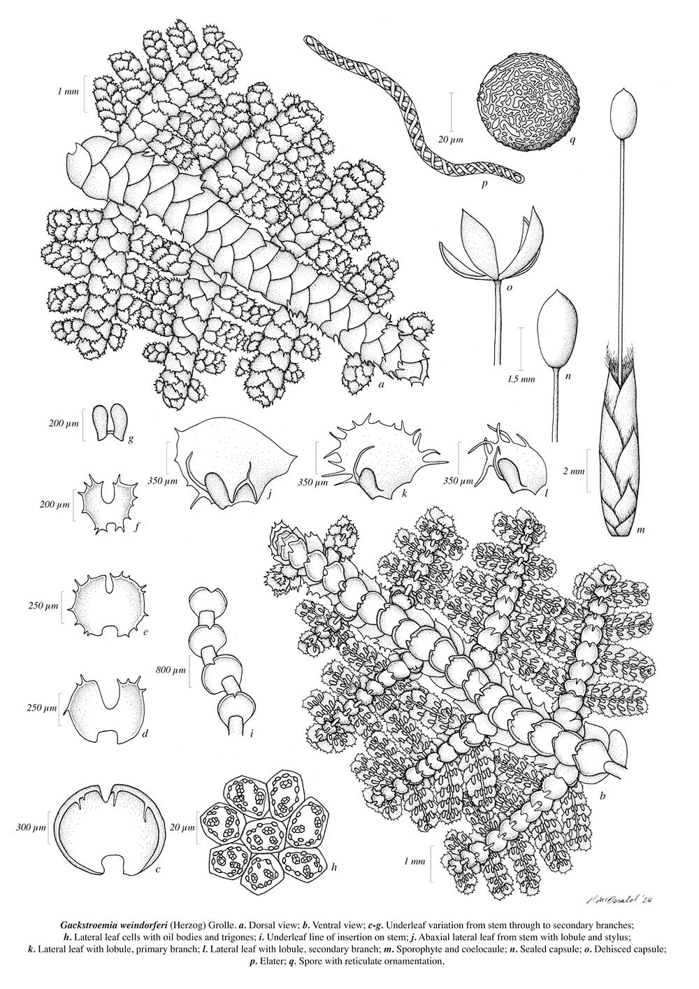 Gackstroemia weindorferi, ink, Peta McDonald, Australia