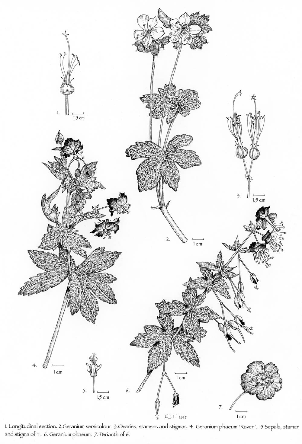 Geranium phaeum and G. versicolour, ink, Elza Timms, UK