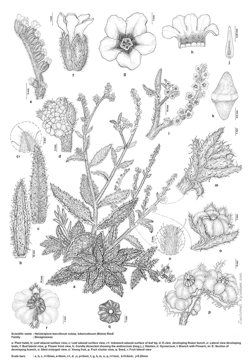 Heliotropium bacciferum subsp. tuberculosum, ink, Kulasekara Sandunmali, Qatar