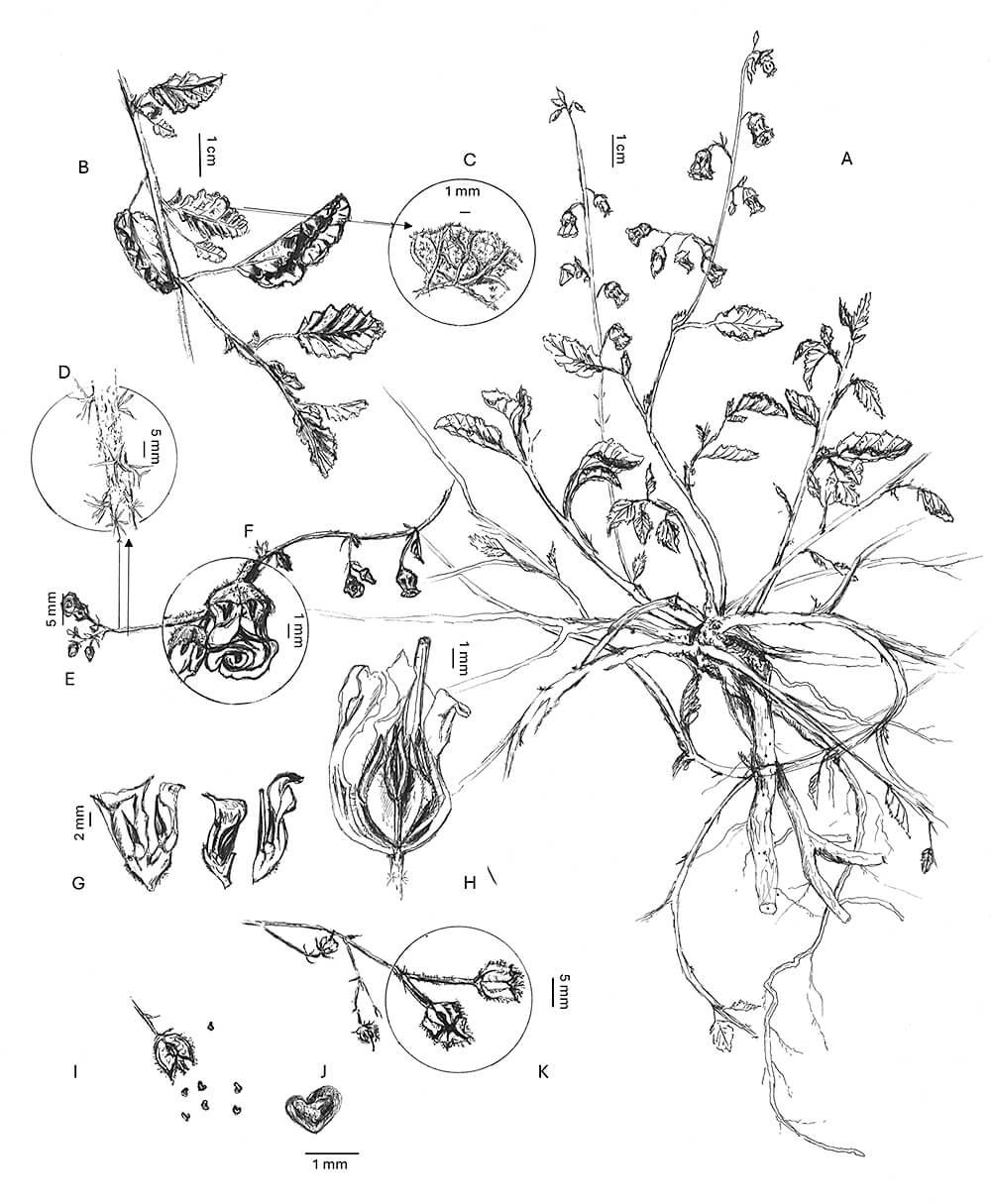Hermannia althaeoides, ink, Jacolene Bee Meyer, South Africa