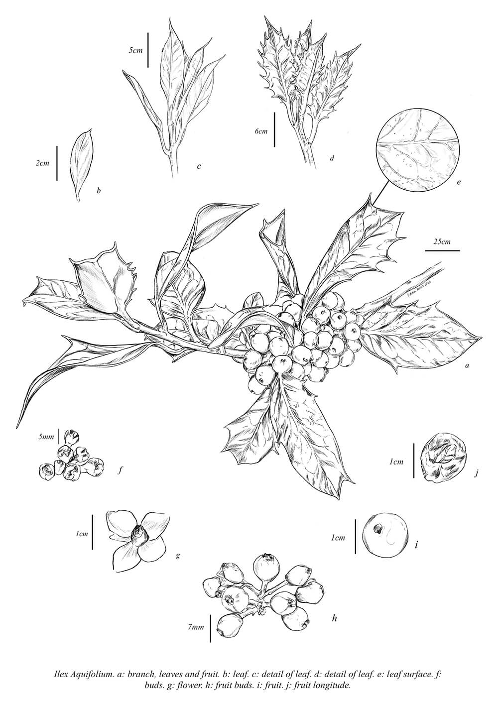Ilex aquifolium, digital, Emma Morris, UK