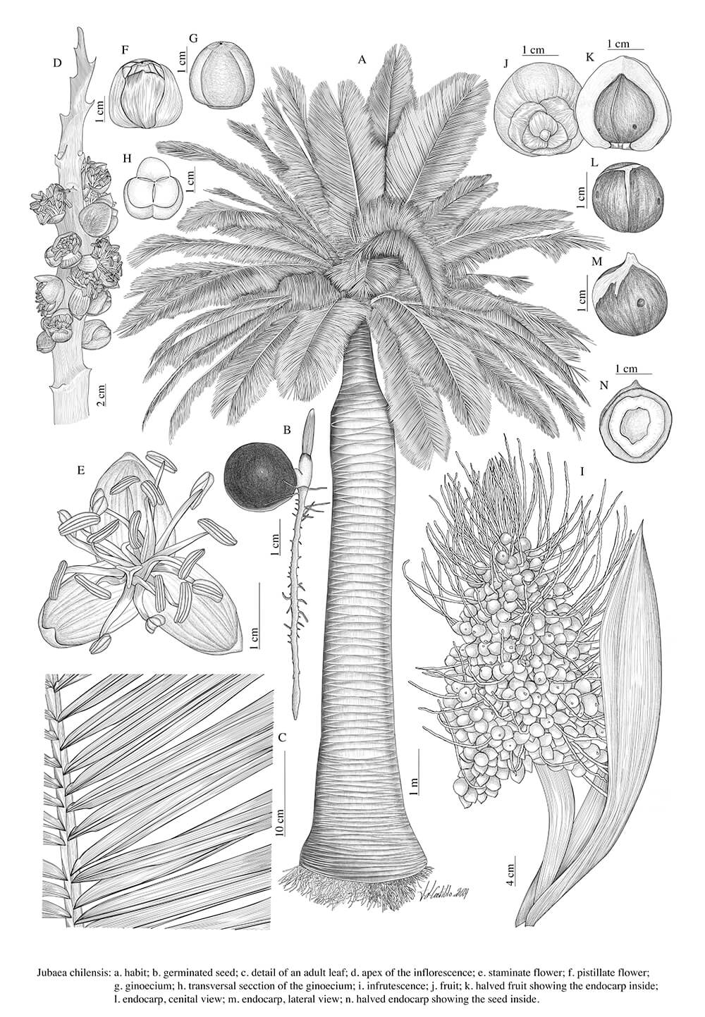Jubaea chilensis, digital, Juan Luis Castillo, Spain