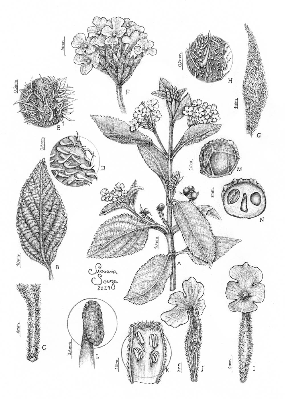 Lantana calcicola sp. nov., graphite, Susana De Souza, Brazil