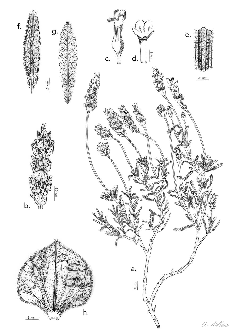 Lavandula dentata, ink, Amparo Molins, Spain