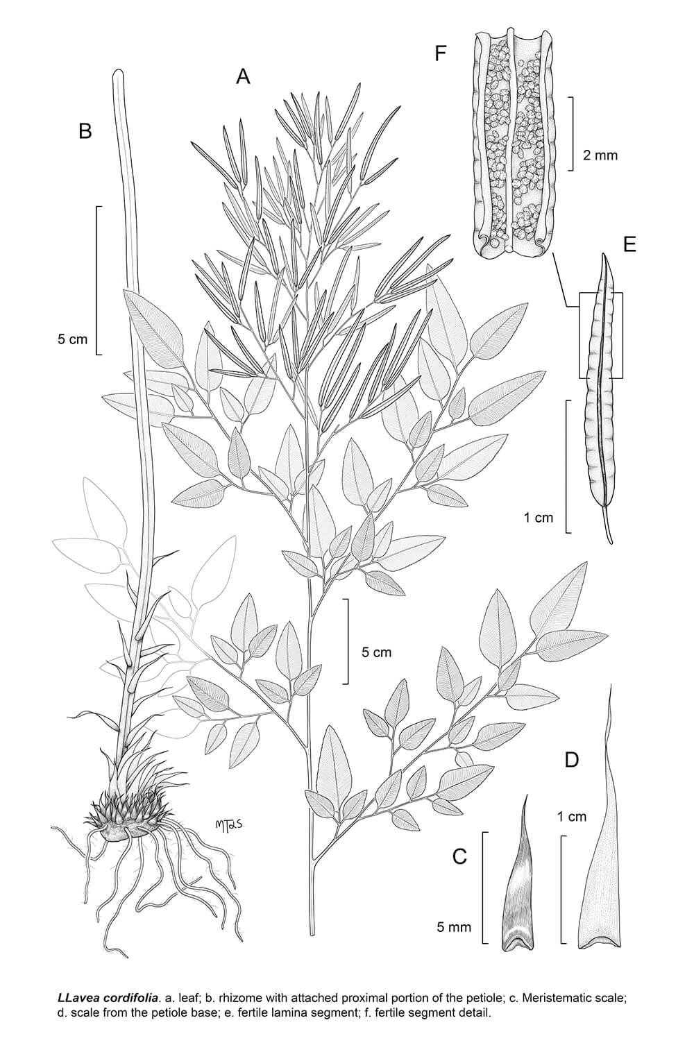 Llavea cordifolia, digital, María Teresa Jiménez, Mexico