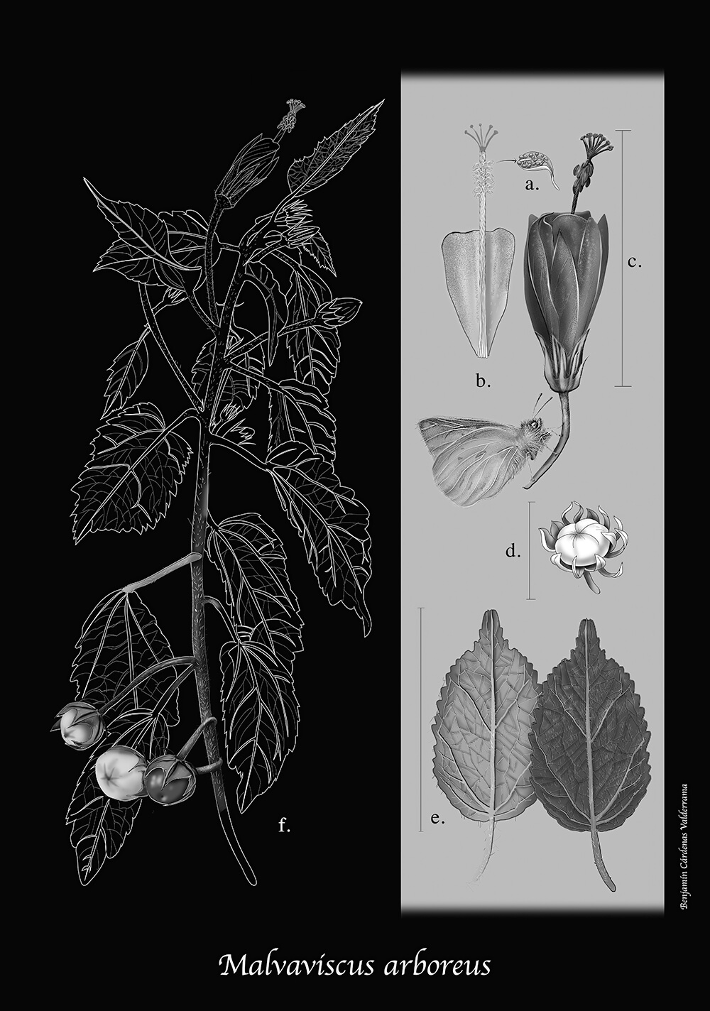 Malvaviscus arboreus, digital, Benjamin Cardenas Valderrama, Colombia