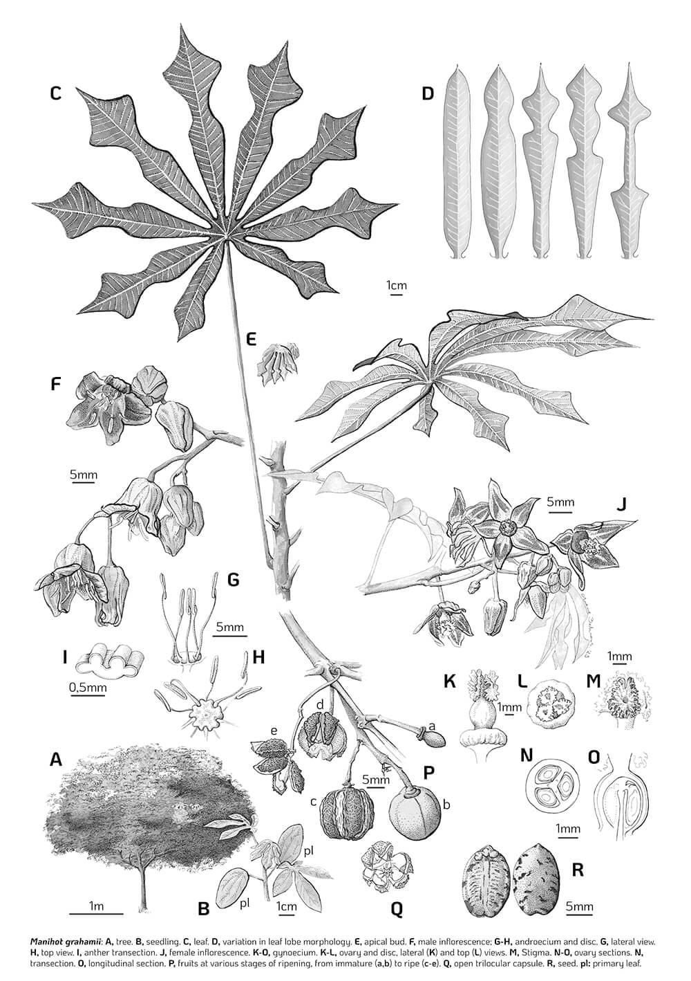 Manihot grahamii, ink, Irene Behrens, Argentina