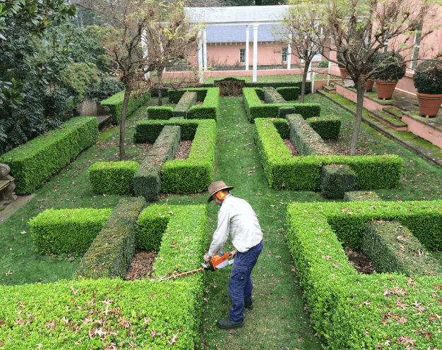 Rick Sheperd in the garden, hedging some formally shaped hedges