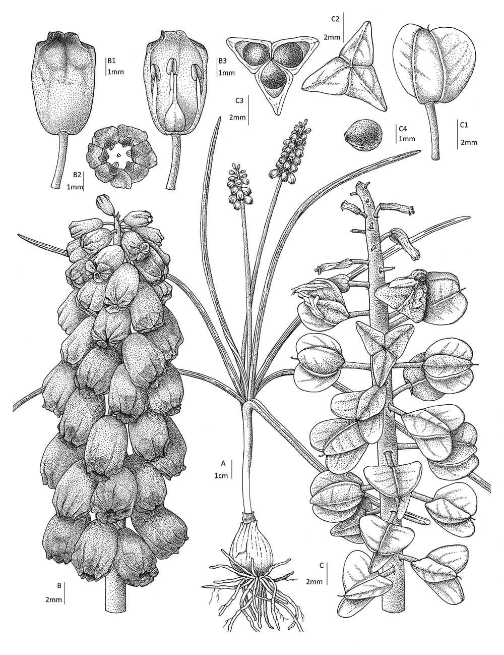 Muscari serpentinicum, ink, Hürmüz Yeniceli, Türkiye