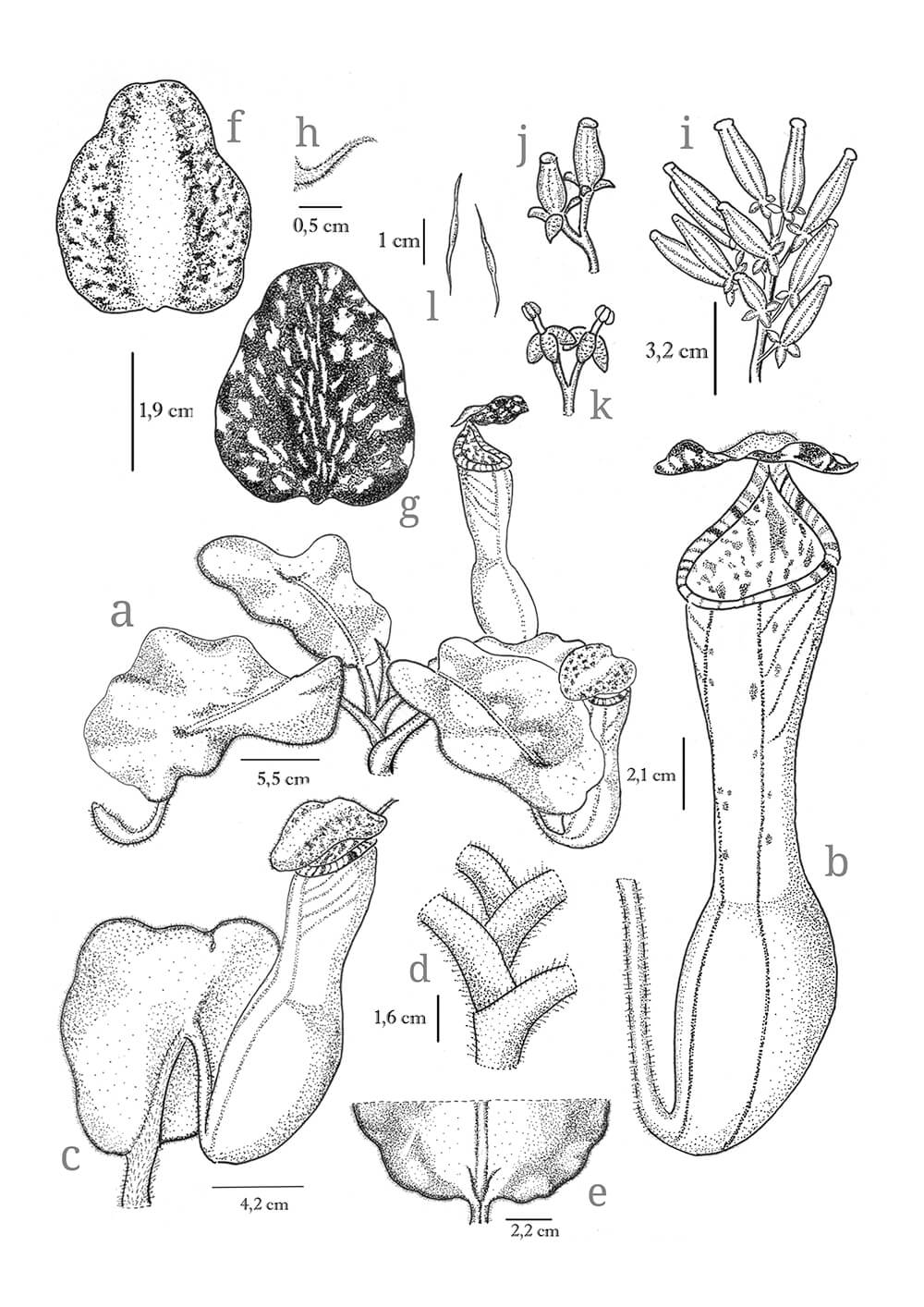 Nepenthes clipeata, ink, Guy Frankin Sitorus, Indonesia