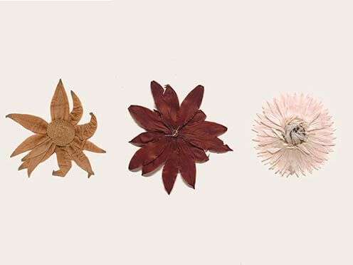 Dried specimens of a flannel flower, waratah and a paper daisy from above with a white background