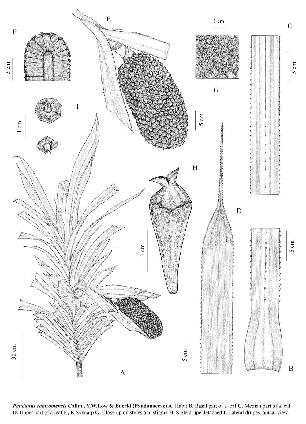 Pandanus ramromensis, ink, Wanwisa Bhuchaisri, Thailand