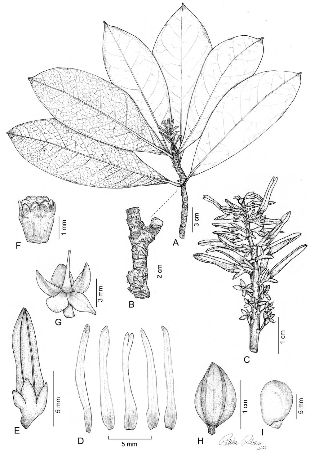 Paypayrola oppositifolia, ink, Pétala Gomes Ribeiro, Brazil