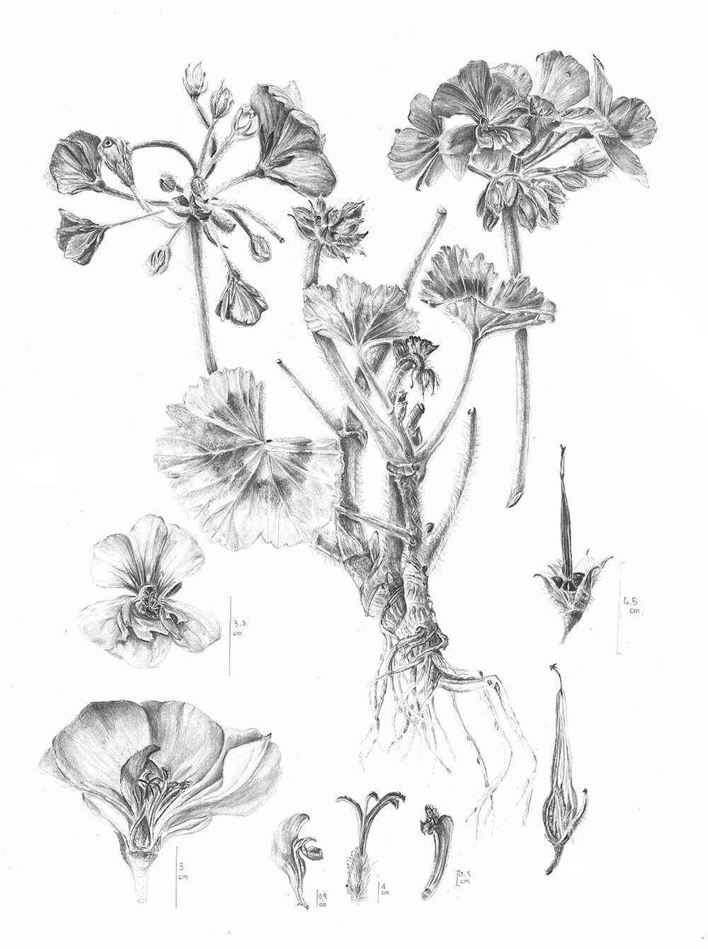 Pelargonium zonale dolomite, graphite, Donatella Marchetti, Italy