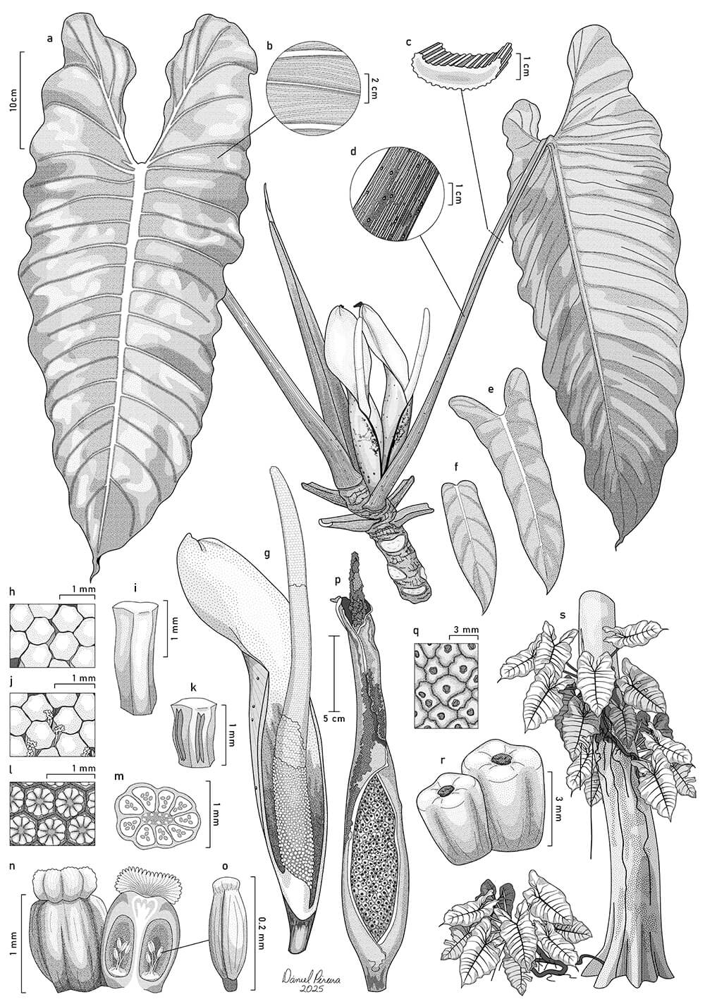 Philodendron neglectum, digital, Daniel Pereira Monteiro, Brazil