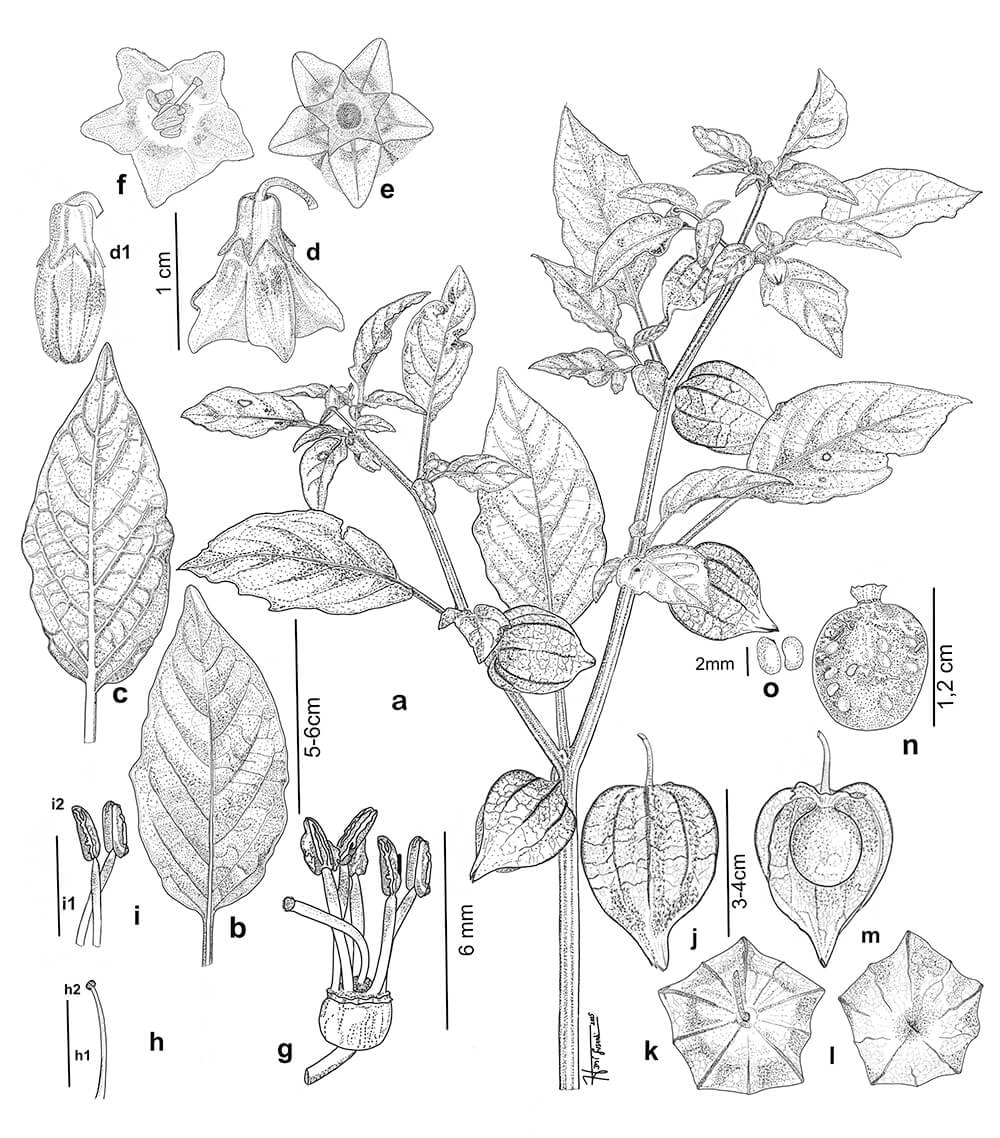 Physalis angulata, digital, Heni Susanti, Indonesia