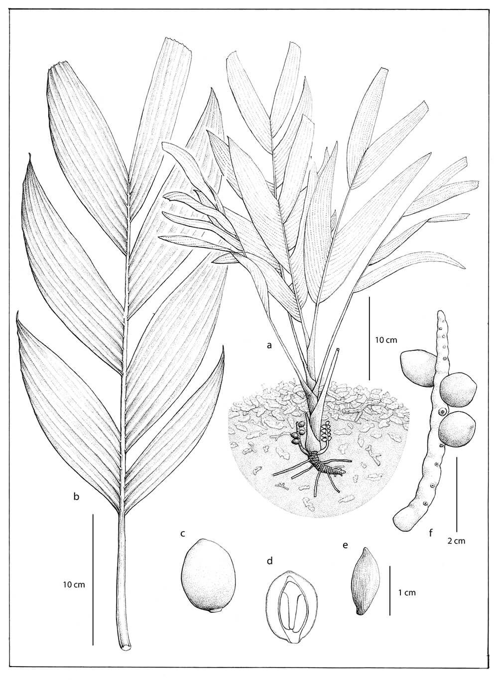 Pinanga subterranea, ink, Emeraldi Parameswara, Indonesia