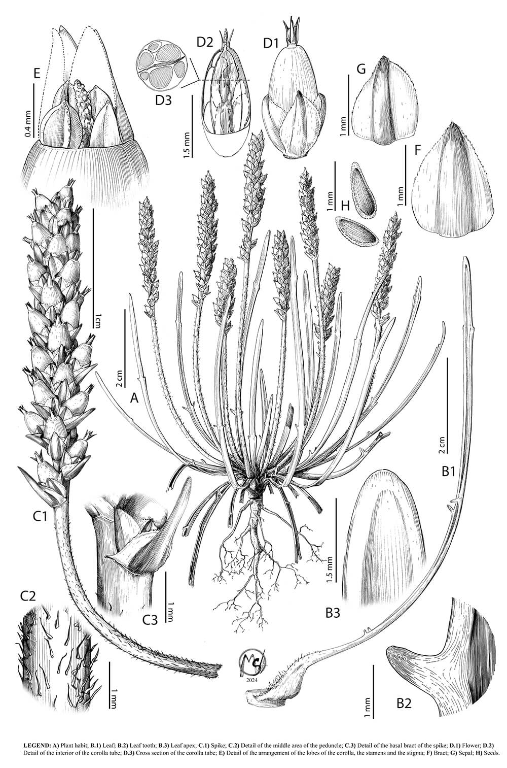 Plantago tenuiflora, ink, Manuel Sánchez Villegas, Spain