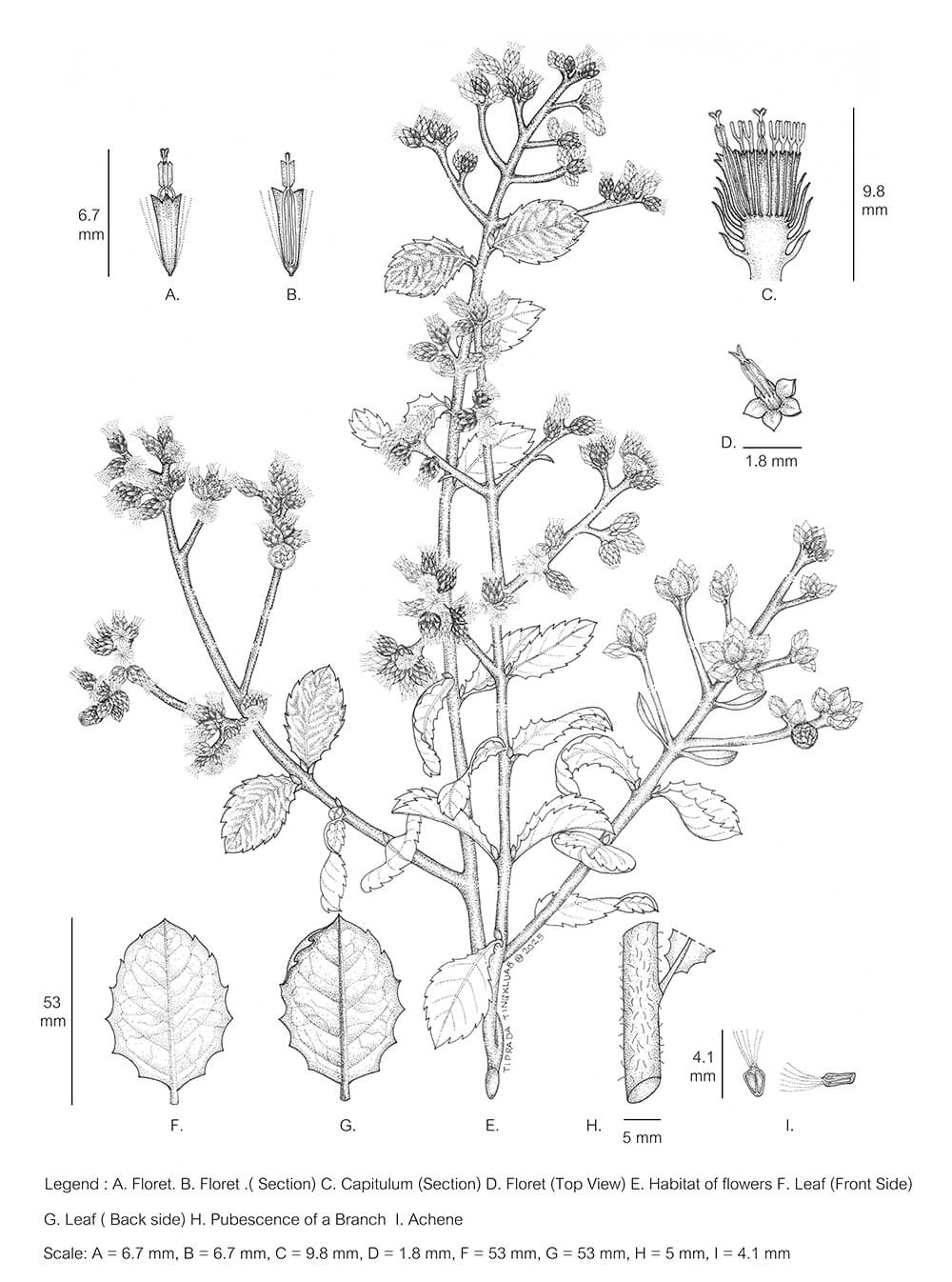 Pluchea indica, ink, Tiprada Tingkluab, Thailand