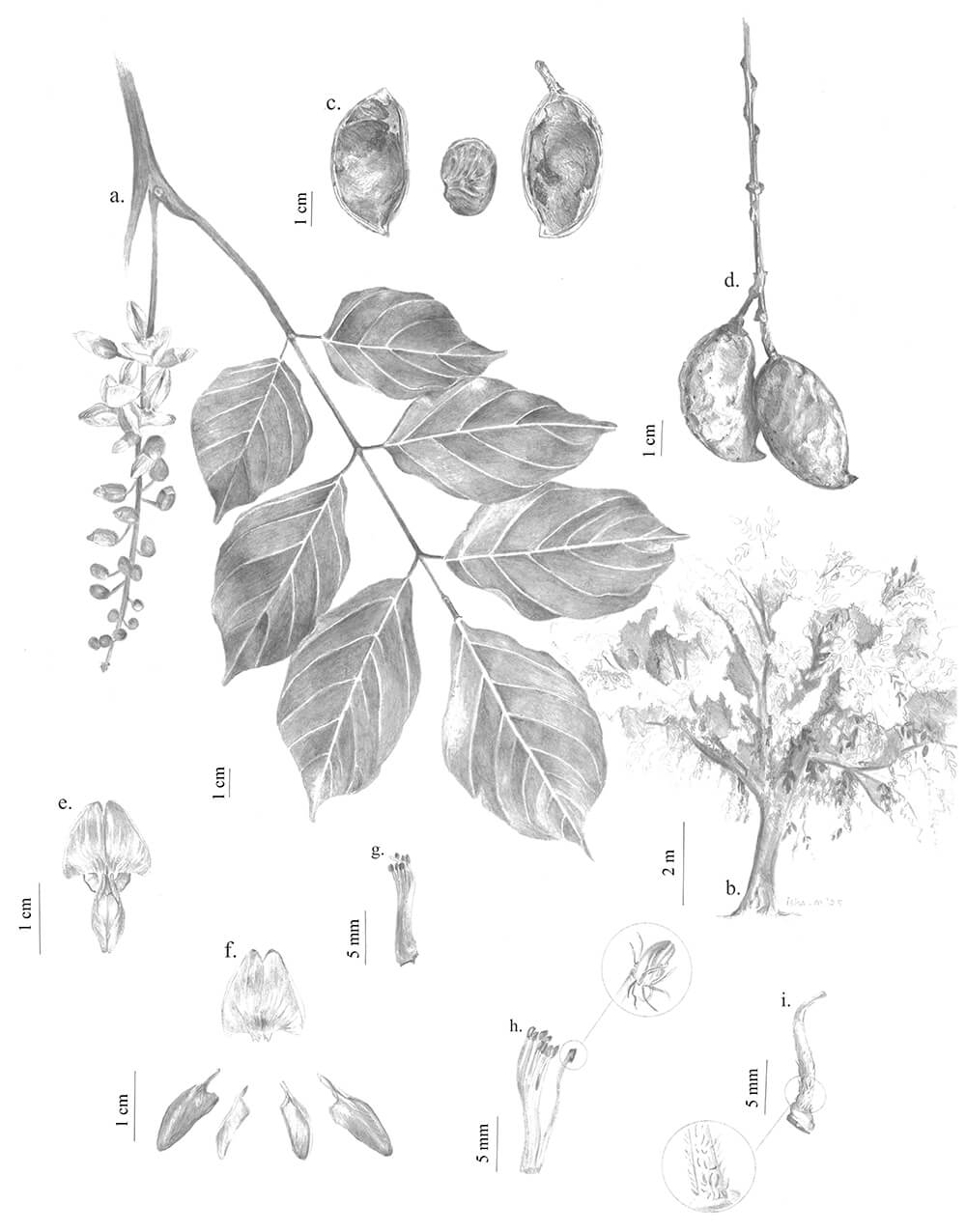 Pongamia pinnata, graphite, Isha Malaviya, Indonesia