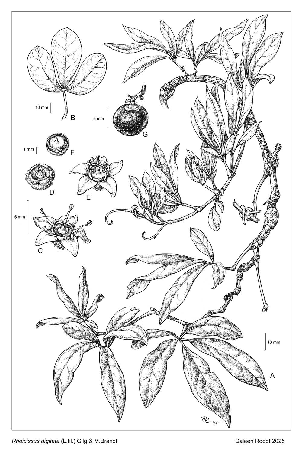 Rhoicissus digitata, ink, Daleen Roodt, South Africa