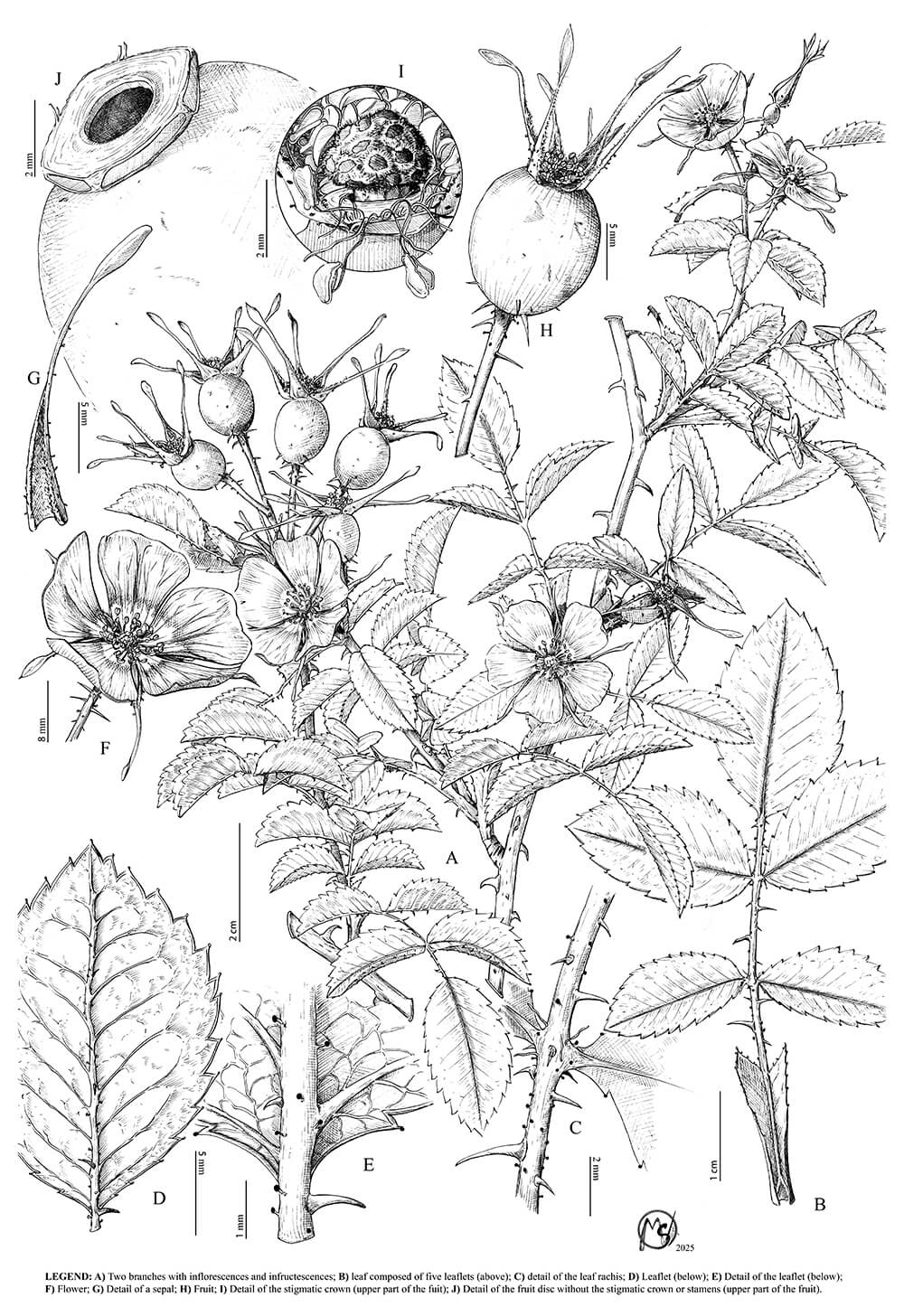 Rosa glauca, ink, Manuel Sánchez Villegas, Spain
