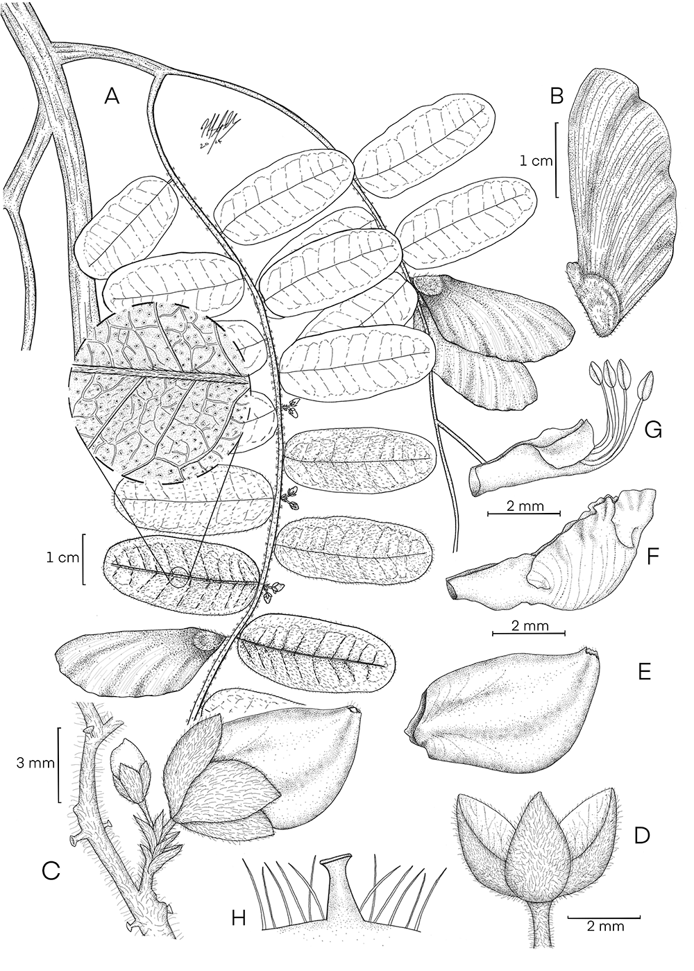 Securidaca poeoesioehoeorum, ink, Manuela Sanchez Quiroga, Colombia