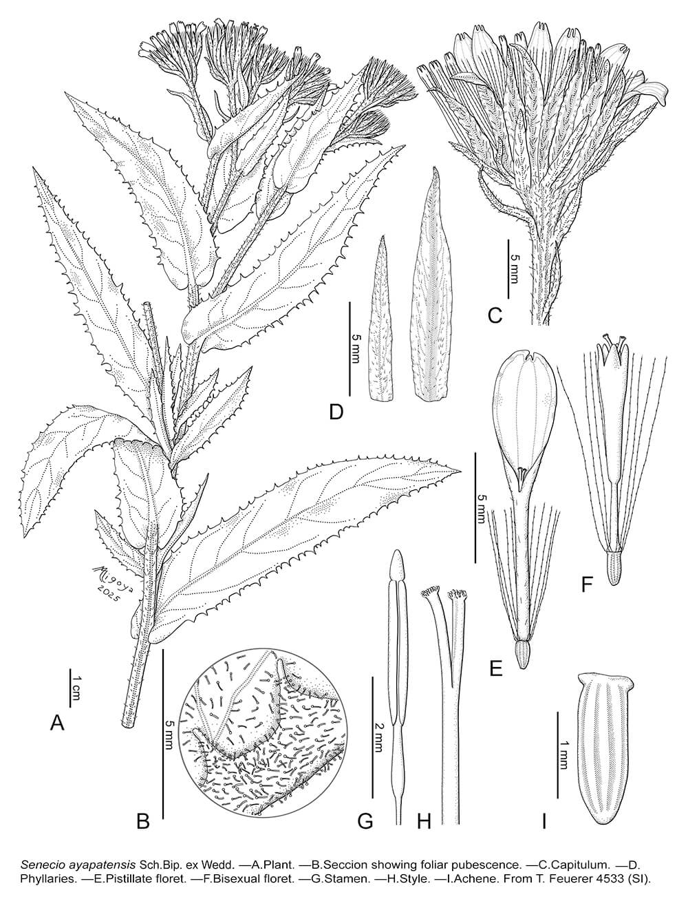 Senecio ayapatensis, digital, M. Alejandra Migoya, Argentina