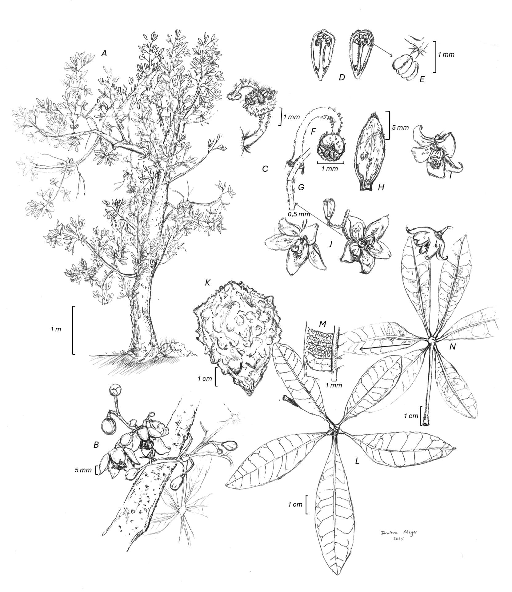 Sterculia alexandri, ink, Jacolene Bee Meyer, South Africa