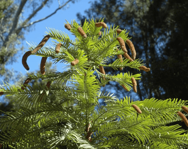 Top of a Wollemi Pine with lots of male cones hanging down