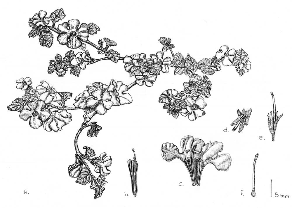 Sutera cordata, ink, Eleonora Longo, Italy