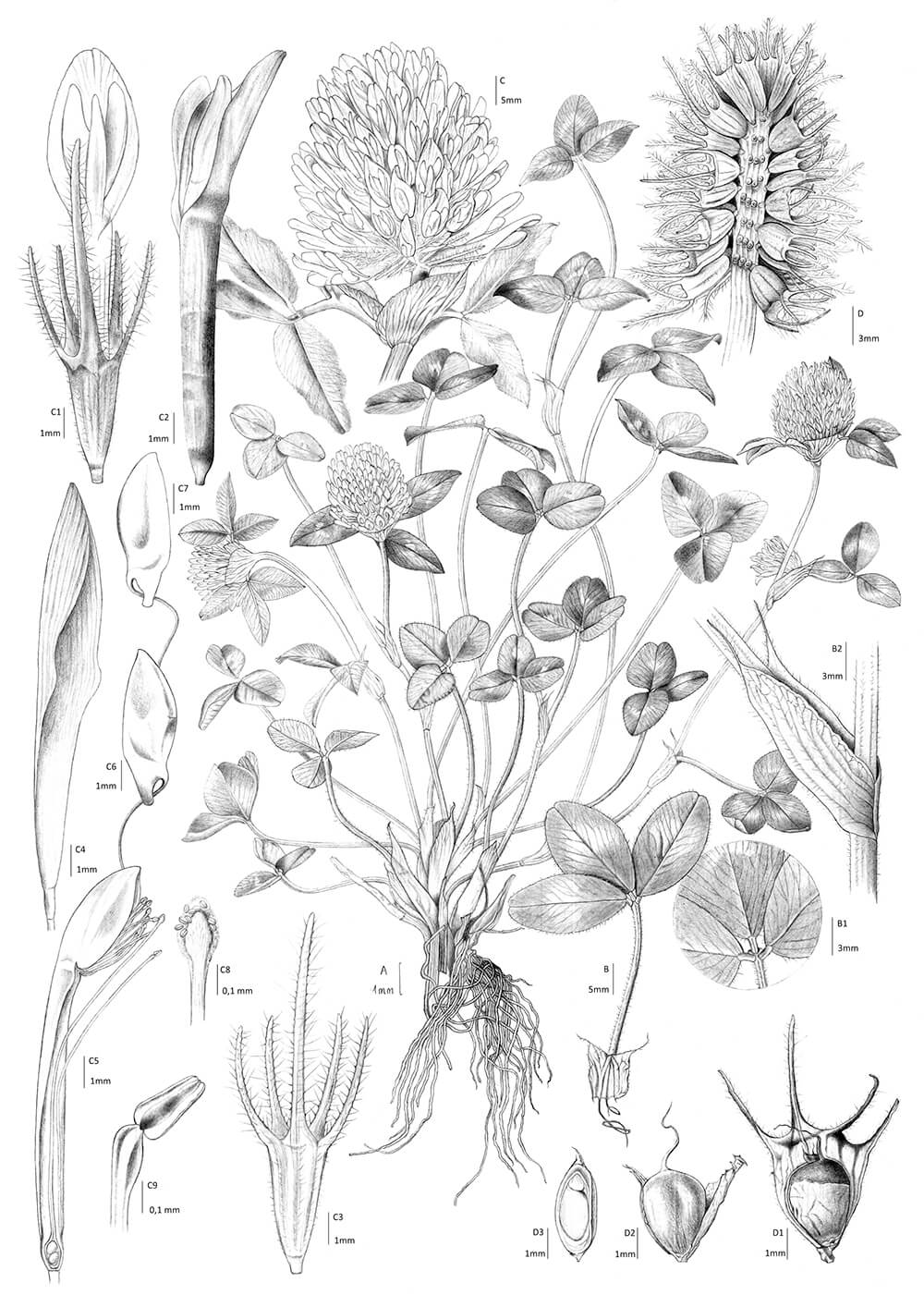 Trifolium pratense, graphite, Hürmüz Yeniceli, Türkiye