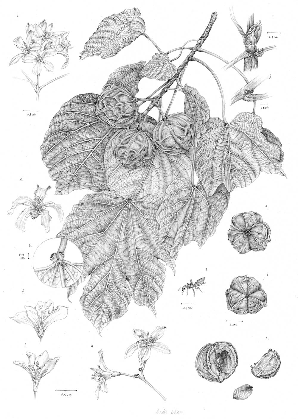 Vernicia montana, graphite, Annie Chen, Taiwan