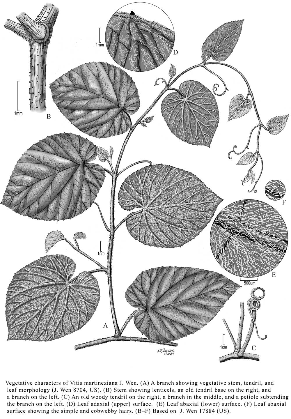 Vitis martineziana, digital, Alice R.Tangerini, USA